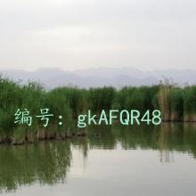 ɱ