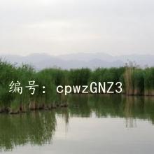 ɱ