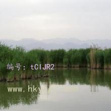 α