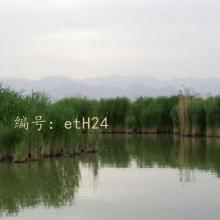 ع
