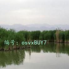 ع